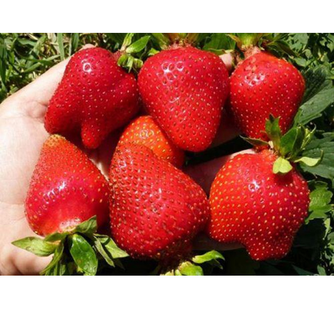 Рассада клубники Альба, фриго класс А (ранний)