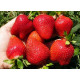Рассада клубники Альба, фриго класс А (ранний)