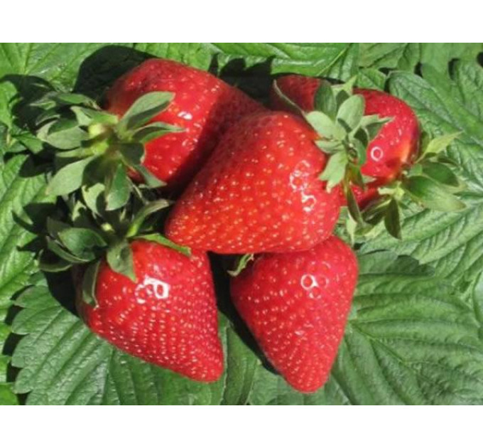 Саженцы клубники сорт Ами, фриго класс А+