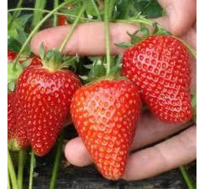 Саженцы клубники сорт Ами, фриго класс А+