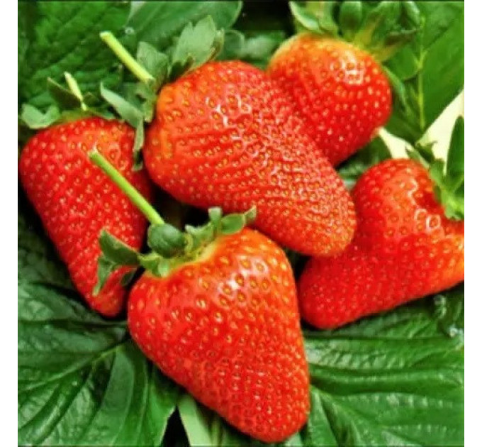 Полуниця сорт Сандра в касетах, 84 комірки