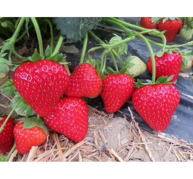 Полуниця сорт Сандра в касетах, 84 комірки