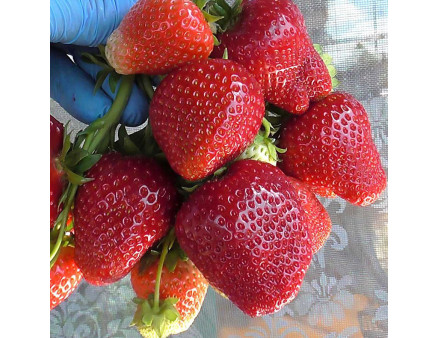 Клубника сорт Сандра в кассетах, 84 ячейки Клубника сорт Сандра в кассетах, 84 ячейки