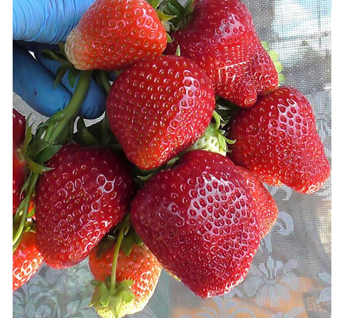 Полуниця сорт Сандра в касетах, 84 комірки