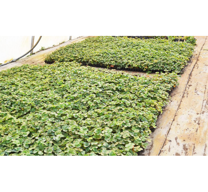 Полуниця сорт Сандра в касетах, 84 комірки