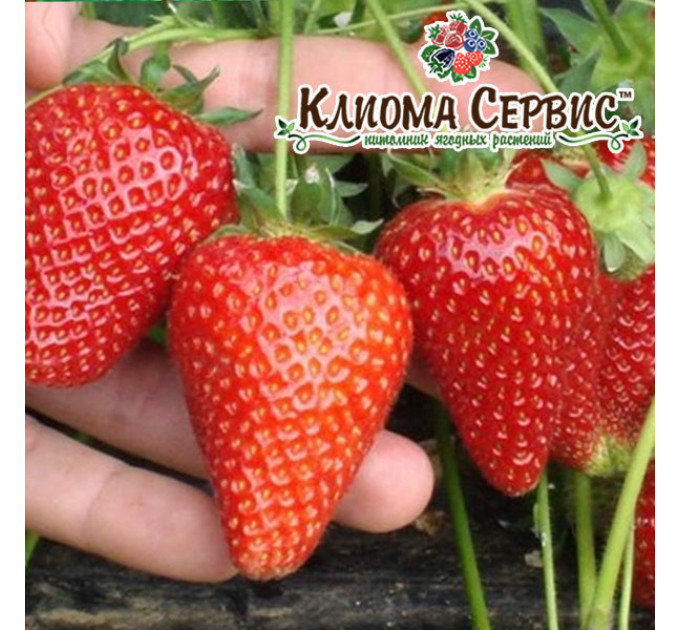 Рассада клубники Альба, фриго класс А (ранний)