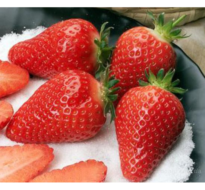 Рассада клубники Альба, фриго класс А (ранний)