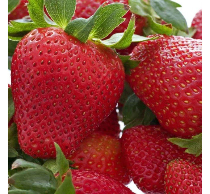 Рассада клубники Хоней, 2 летняя (пакет 7.5л.)