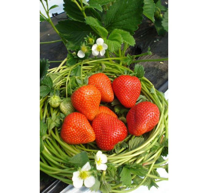 Рассада клубники "Румба", 2 года 1.5 л