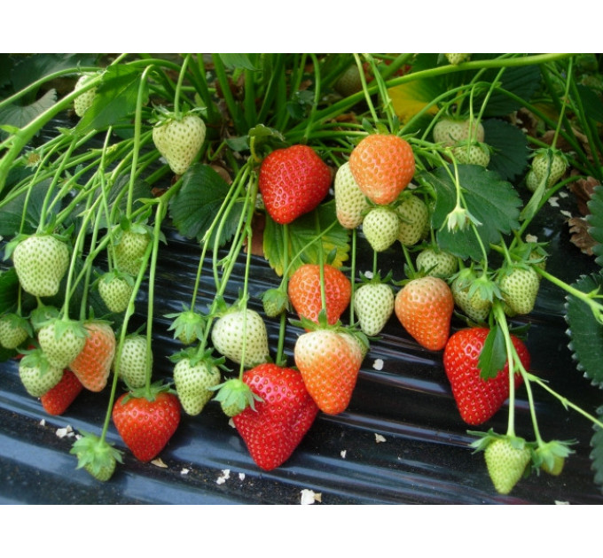 Рассада клубники "Румба", 2 года 1.5 л