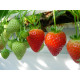 Рассада клубники "Румба", 2 года 1.5 л