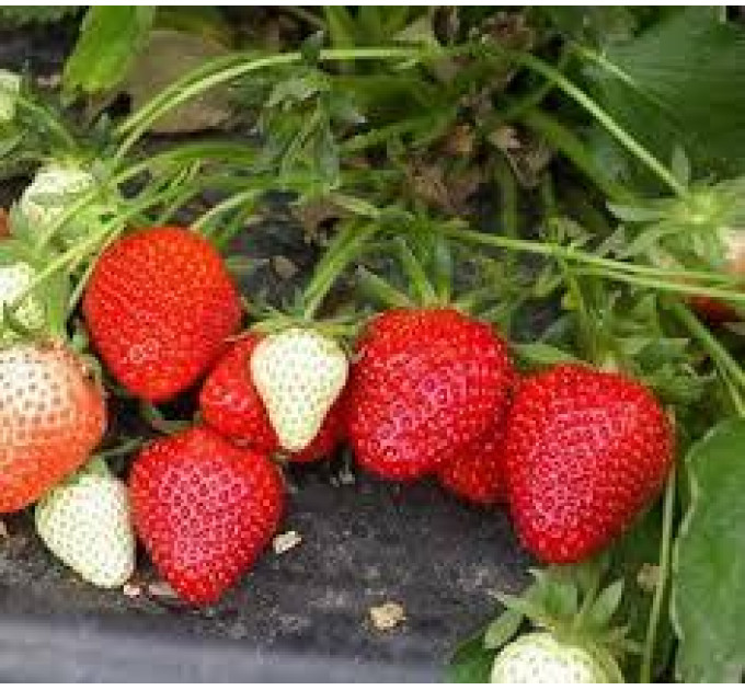 Саджанці полуниця фріго сорт Роміна, рання клас А+