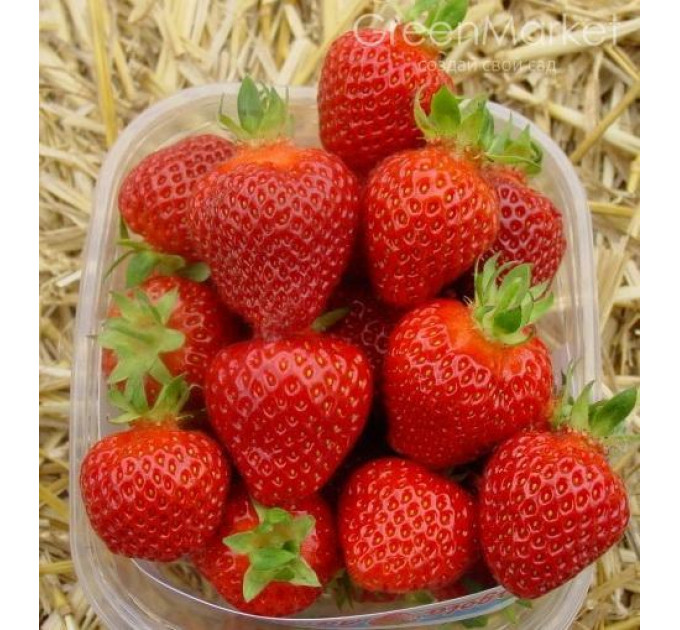 Саджанці полуниця фріго сорт Роміна, рання клас А+