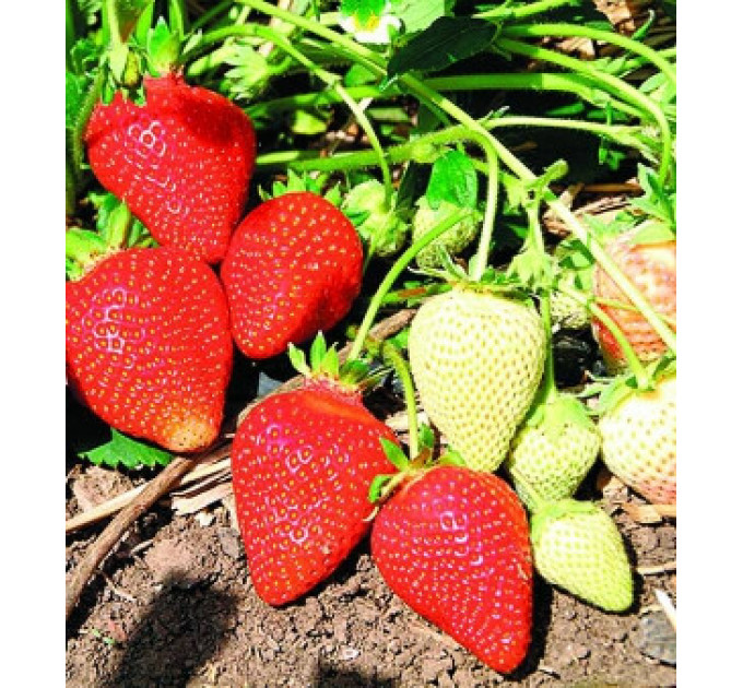 Саженцы клубники сорт Квики, фриго класс А+