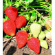 Саженцы клубники сорт Квики, фриго класс А+