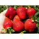Рассада клубники Альба, фриго класс В (ранний)