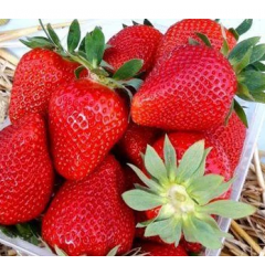 Саженцы клубники сорт Квики, фриго класс А+