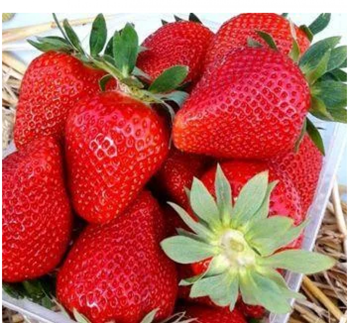 Саженцы клубники сорт Квики, фриго класс А+