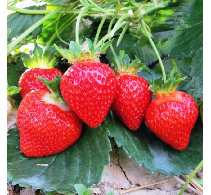 Саджанці полуниця фріго сорт Роміна, рання клас А+