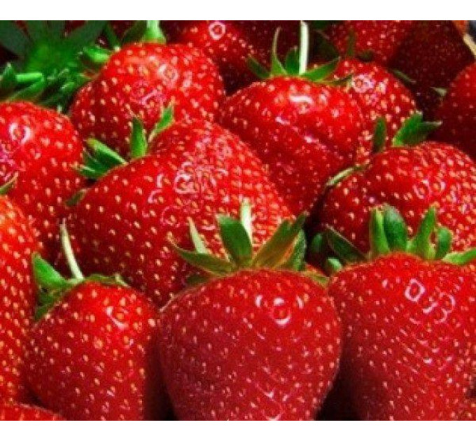 Рассада клубники сорт Аллегро класс B (ранняя)