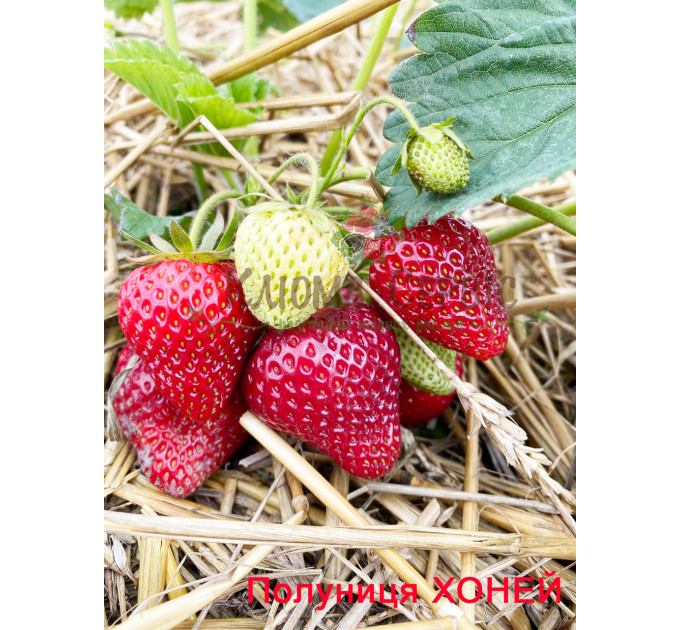 Рассада клубники Хоней, 2 летняя (пакет 7.5л.)