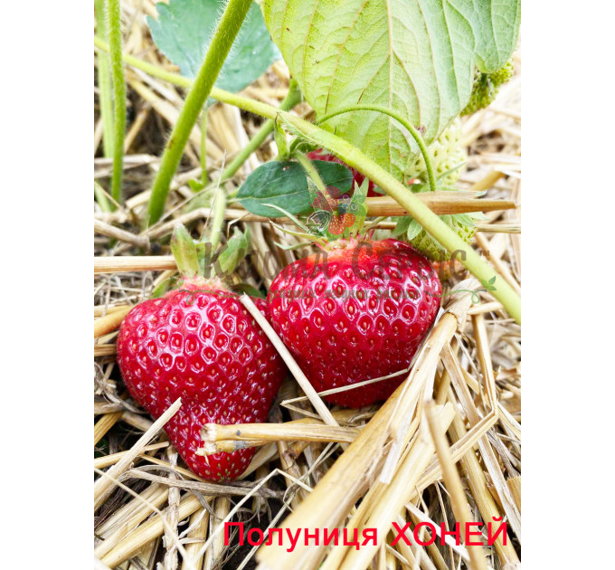 Рассада клубники Хоней, 2 летняя (пакет 7.5л.)