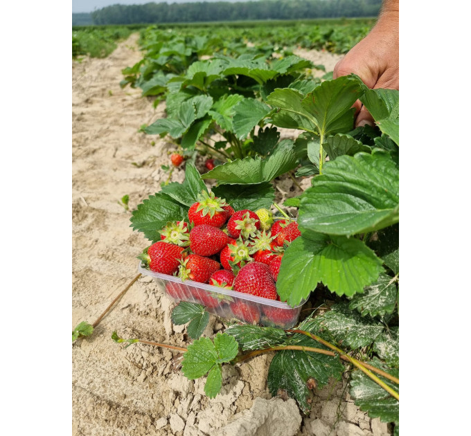 Полуниця сорт Amarant Niwa в касетах, 84 комірок