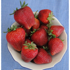 Полуниця сорт Amarant Niwa в касетах, 84 комірок