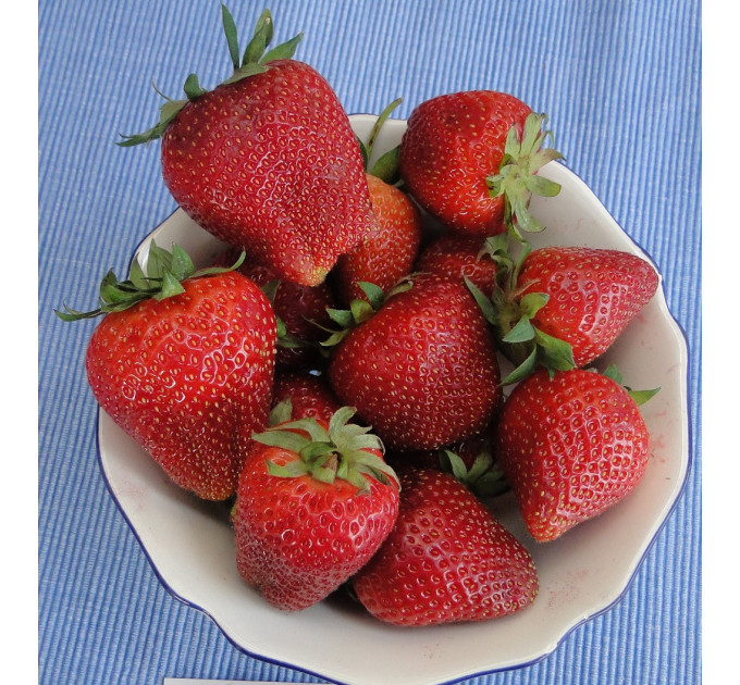 Полуниця сорт Amarant Niwa в касетах, 84 комірок