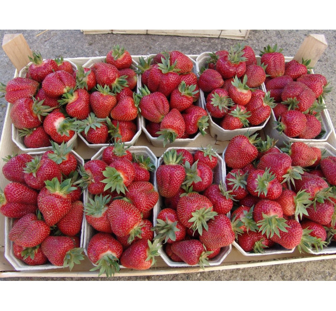 Полуниця сорт Amarant Niwa в касетах, 84 комірок