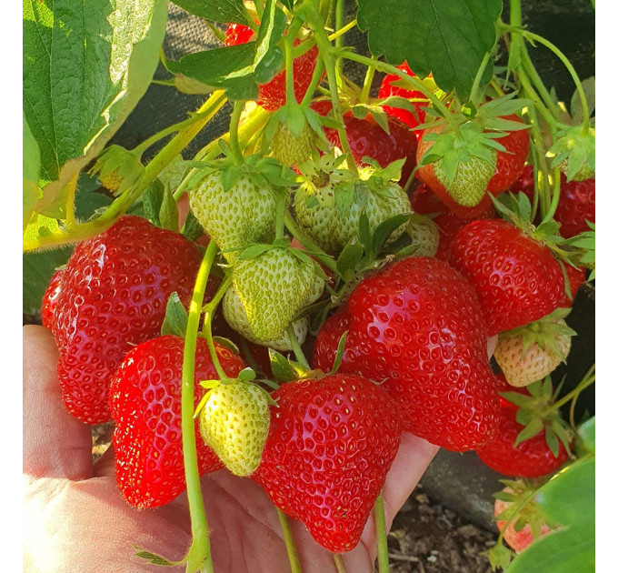 Клубника сорт "Априка" в кассетах 28 ячеек