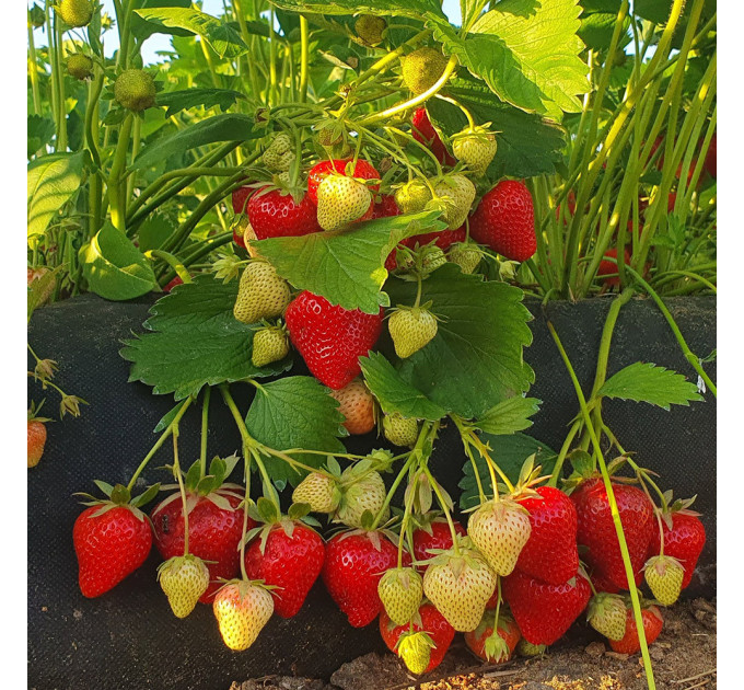 Клубника сорт "Априка" в кассетах 28 ячеек