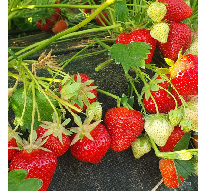 Клубника сорт "Априка" в кассетах 28 ячеек