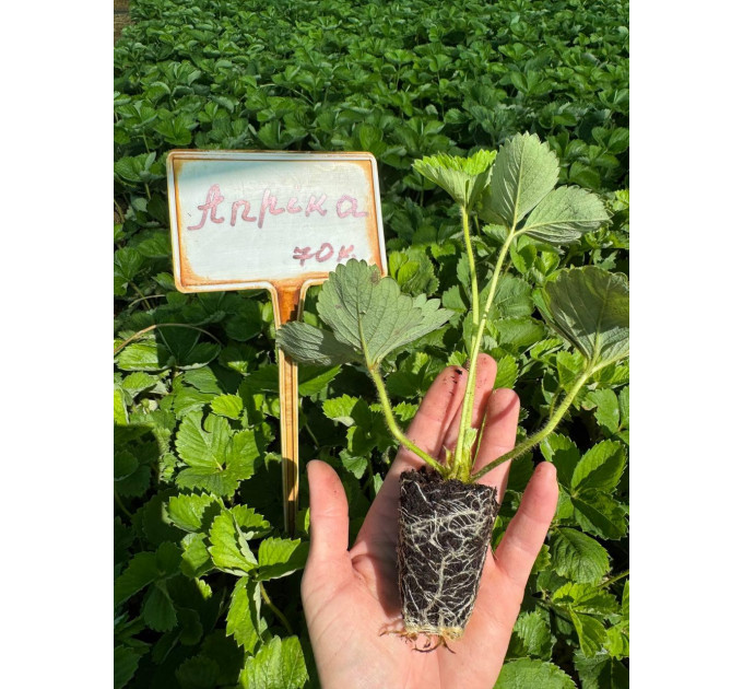 Клубника сорт "Априка" в кассетах 28 ячеек