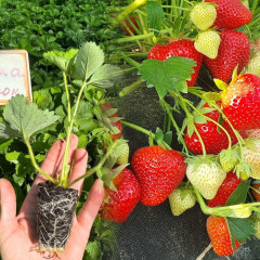 Полуниця сорт "Апріка" в касетах 70 комірки