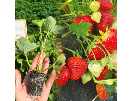 Клубника сорт Априка в кассетах, 32 ячейки Клубника сорт Априка в кассетах, 32 ячейки