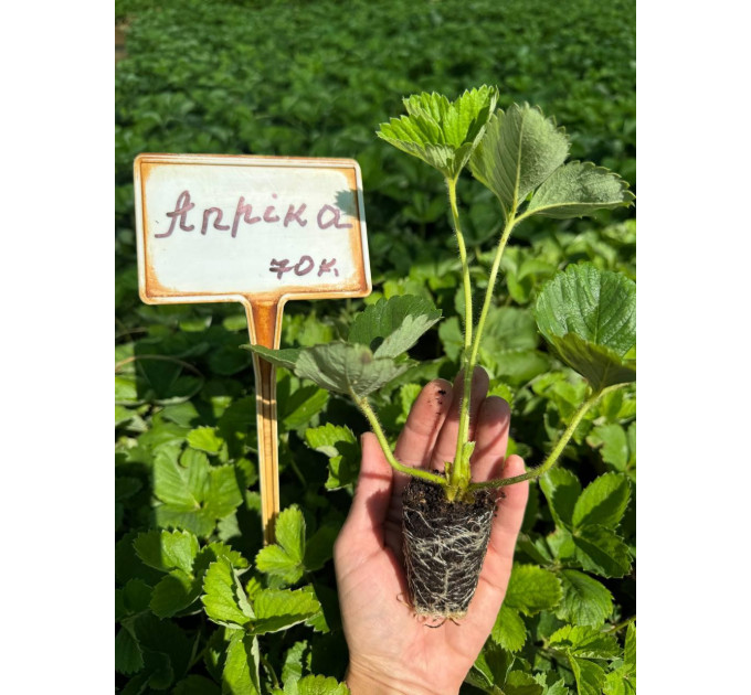 Клубника сорт "Априка" в кассетах 28 ячеек