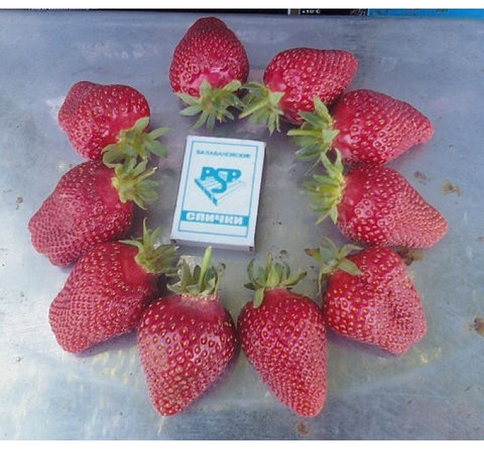 Рассада фриго клубники "Альба", класс А+ (ранняя)