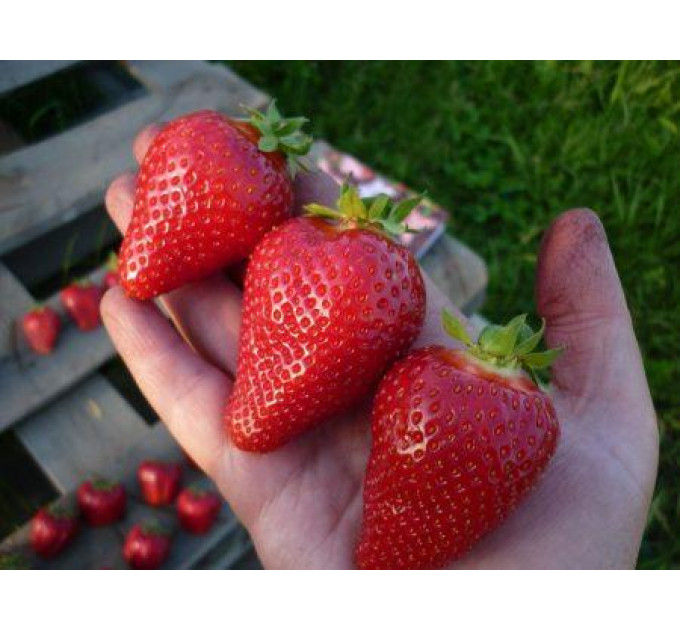 Рассада фриго клубники "Альба", класс А+ (ранняя)