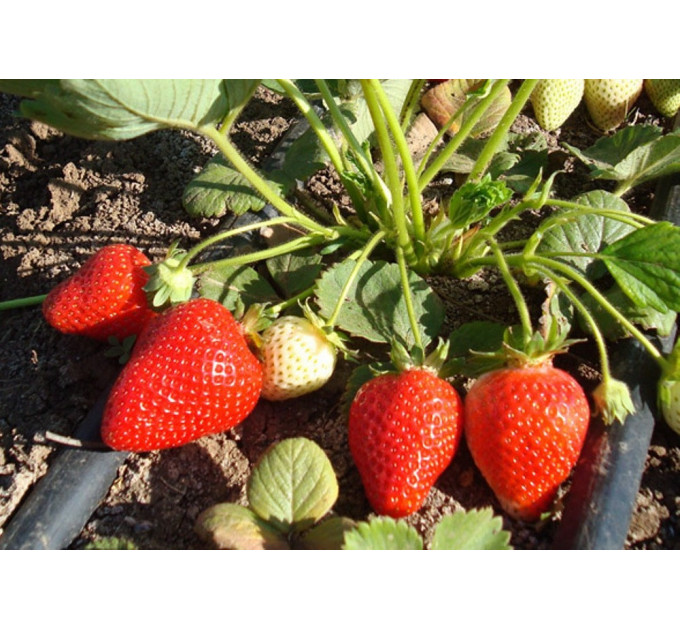 Рассада фриго клубники "Альба", класс А+ (ранняя)