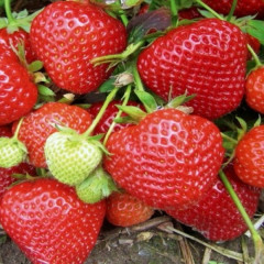 Саженцы клубники сорт Эверли, фриго класс А
