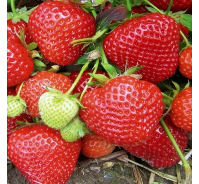 Саженцы клубники сорт Эверли, фриго класс А