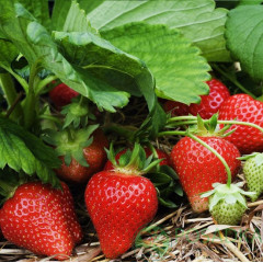 Рассада фриго клубники "Альба", класс А+ (ранняя)