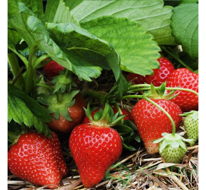 Рассада фриго клубники "Альба", класс А+ (ранняя)