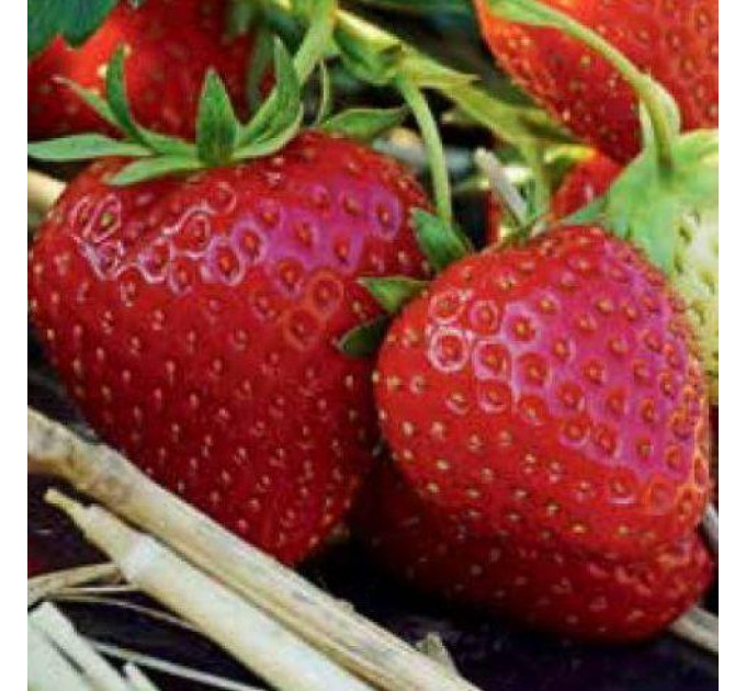 Рассада клубники сорт Аллегро класс A (ранняя)