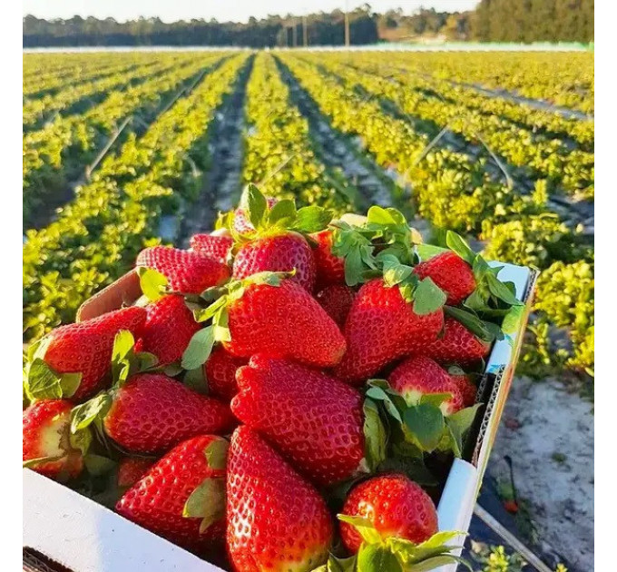 Полуниця сорт Джусі в касетах, 70 комірки
