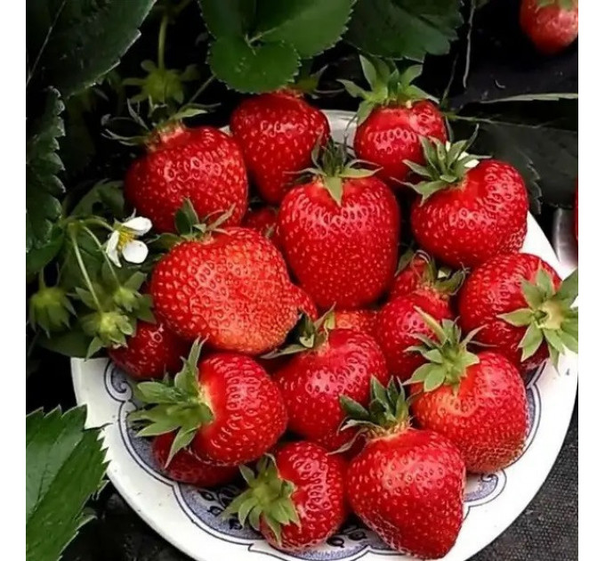 Полуниця сорт Джусі в касетах, 70 комірки