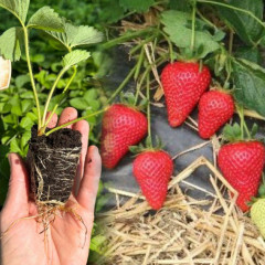 Полуниця сорт Джусі в касетах, 70 комірки