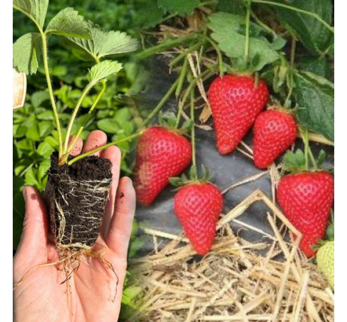 Полуниця сорт Джусі в касетах, 70 комірки