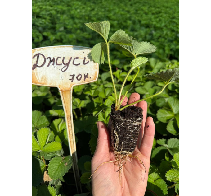 Полуниця сорт Джусі в касетах, 70 комірки